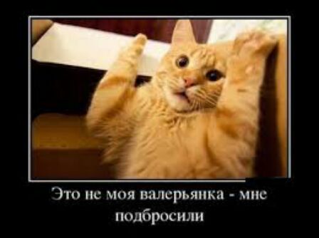 Это не моя валерьянки мис подбросили