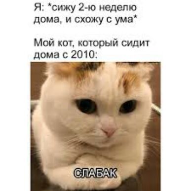 Я сижу 2го неделю дома и схожу с ума Мой кот который сидит дома 2010