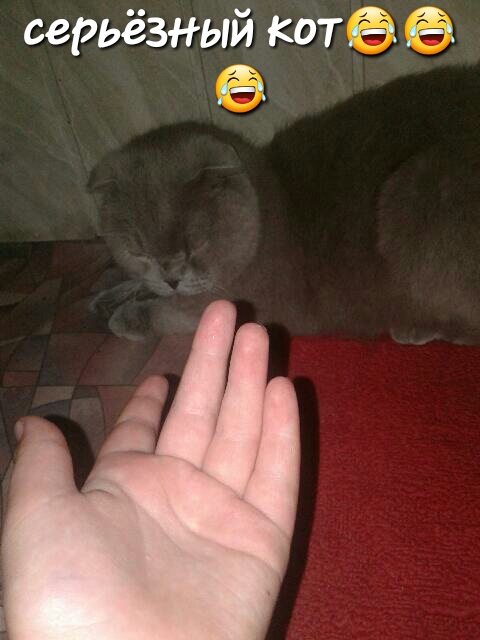 серьёзный коте 6 6