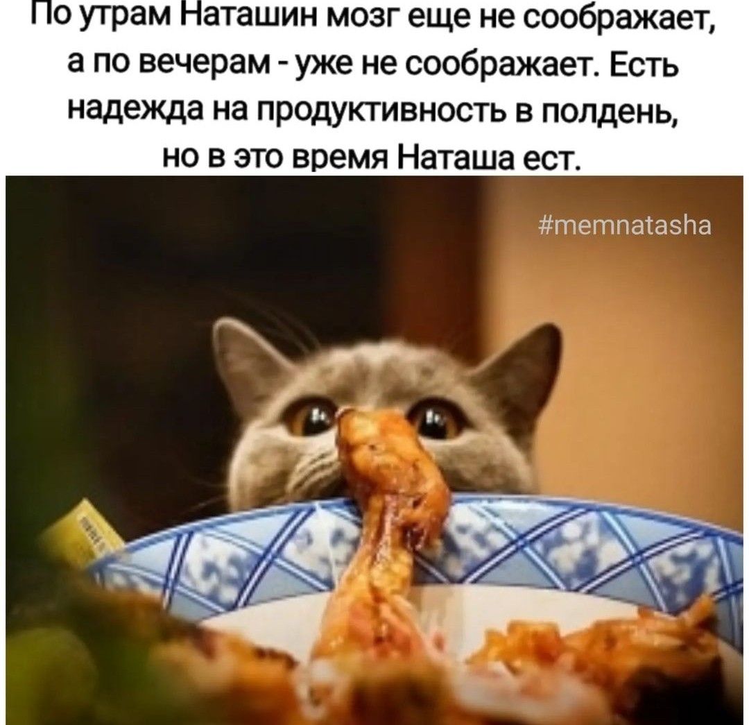 о утрам аташин мозг еще не соображает а по вечерам уже не соображает Есть надежда на продуктивность в полдень но в это время Наташа ест дпн тпаюзпп
