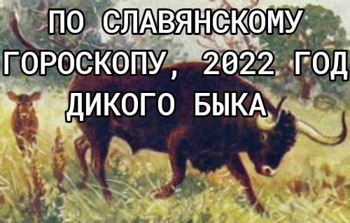 ДИКОГО БЫКА _ _