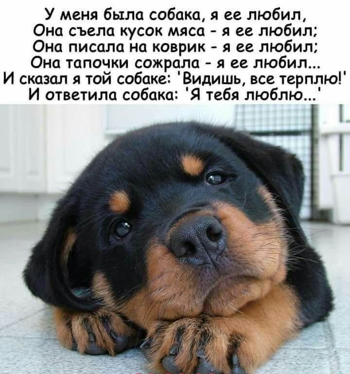 У меня была собака я ее любил Она съела кусок мяса я ее любил Она писала на коврик я ее любил Она тапочки сожрала я ее любил И сказал я той собаке Видишь все терплю И ответила собака Я тебя люблю