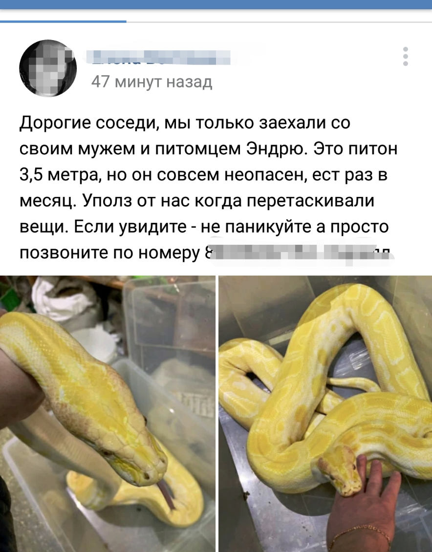 _1П__ 47 минут назад Дорогие соседи мы только заехали со своим мужем и питомцем Эндрю Это питон 35 метра но он совсем неопасен ест раз в месяц Уполз от нас когда перетаскивали вещи Если увидите не паникуйте а просто позвоните по номеру _ і