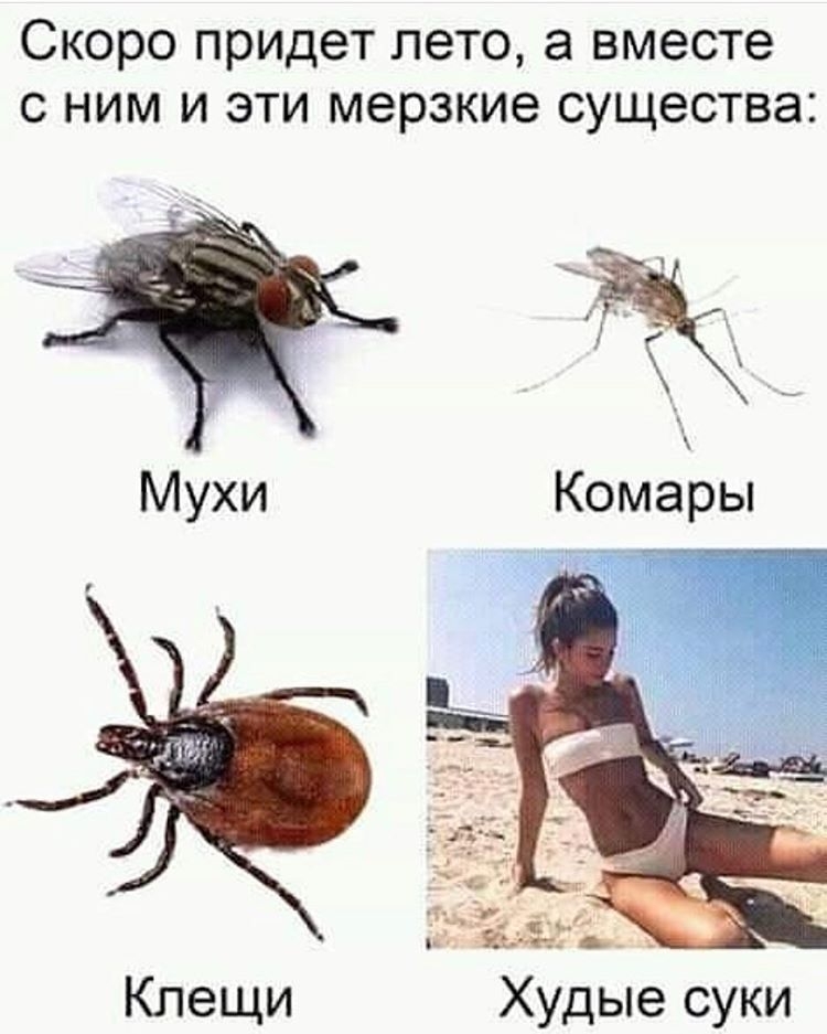 Скоро придет лето а вместе с ним и эти мерзкие существа Мухи Комары ага___ Клещи Худые суки