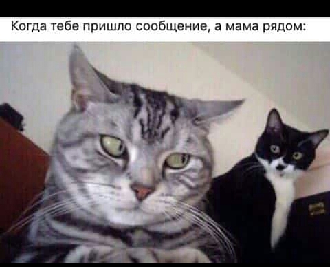 Когда тебе пришло сообщение а мама рядом