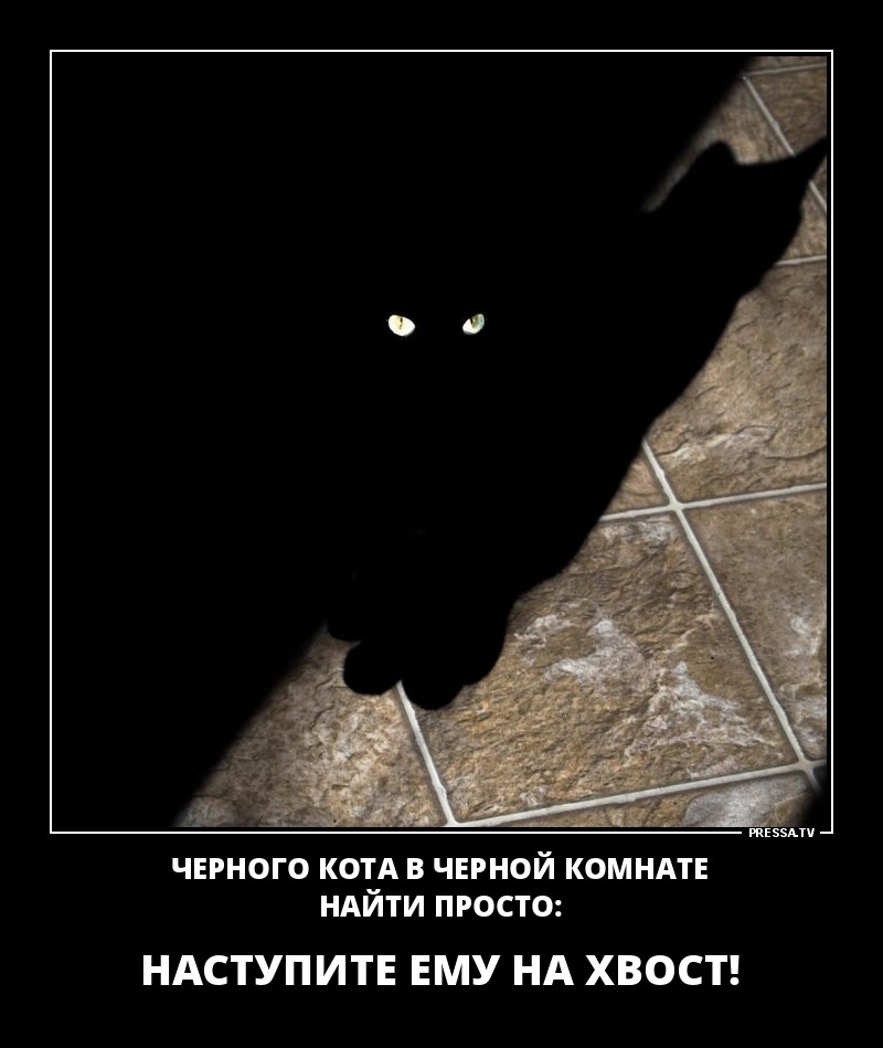шамп чврного котд в чврной комндтв ндйти просто НАСТУПИТЕ ЕМУ НА ХВОСТ
