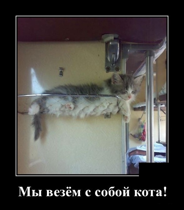 Мы везём с собой кота