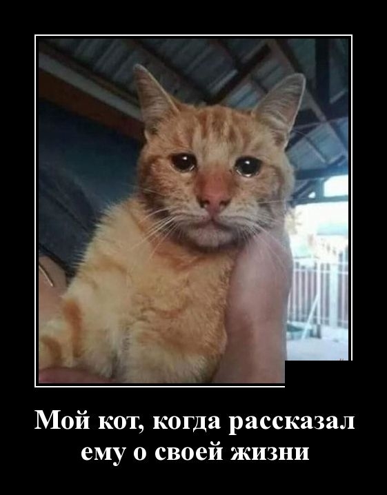 Мой кот когда рассказал ему о своей жизни