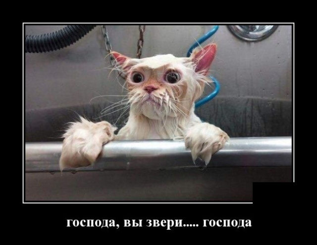 господа ВЫ звери господа