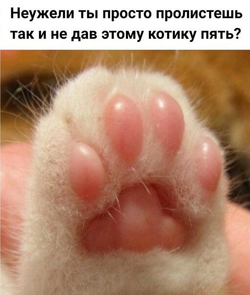 Неужели ТЫ ПРОСТО ПРОЛИСТЕШЬ ТЗК И не дав ЭТОМУ КОТИКУ ПЯТЬ
