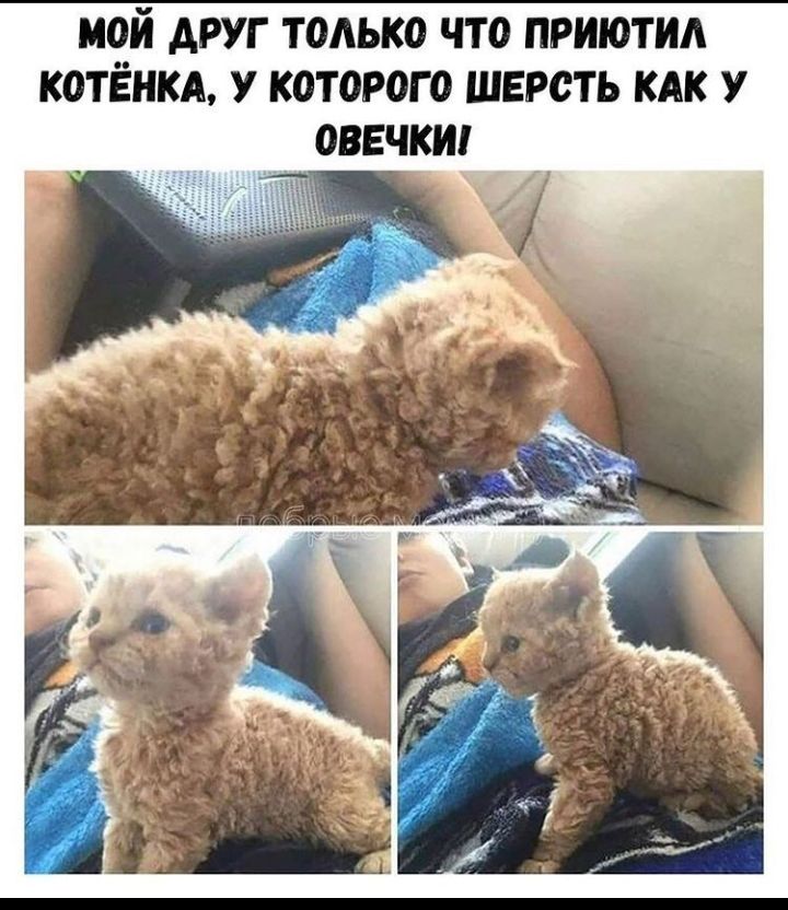 МОЙ АРУГ ТОАЬКО ЧТО ПРИЮТИА КОТЁНКА У К0Т0Р0Г0 ШЕРСТЬ КАК У ВЕЧКИ