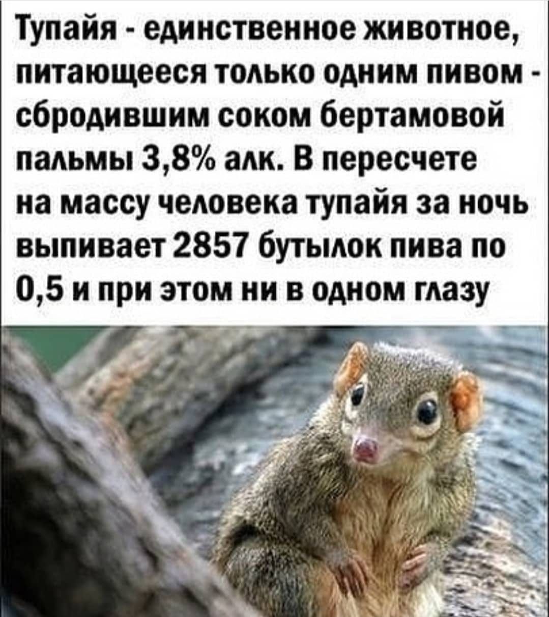 Тупайя единственное животное питающееся только одним пивом сбродившим соком бертамовой пальмы 38 алк В пересчете на массу человека тупайя за ночь выпивает 2857 бутылок пива по 05 и при этом ни в одном тазу