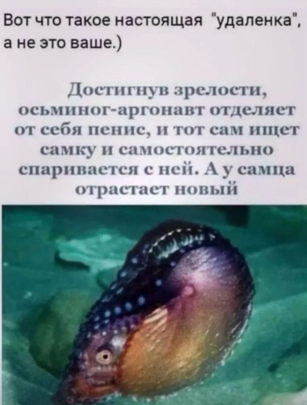 Вот что такое настоящая удаленка а не это ваще ос и храни тп истин рк пшпт отцшшст псппс пгс ая ист папку пшсп тел спирт ц сп и и П РНС С КПН