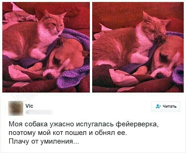іс читать Моя собака ужасно испугалась фейерверка поэтому мой кот пошел и обнял ее Плачу от умиления