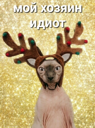 мии хозяин и ди ш