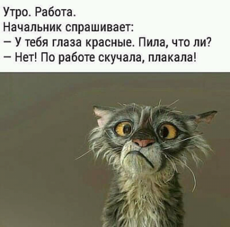 Утро Работа Начальник спрашивает У тебя глаза красные Пила что ли Нет По работе скучала плакала