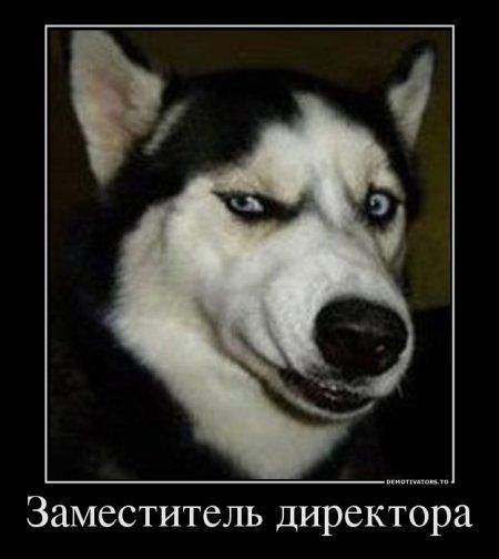Заместитель директора