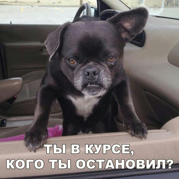 ты В Ёд ТЫ вип