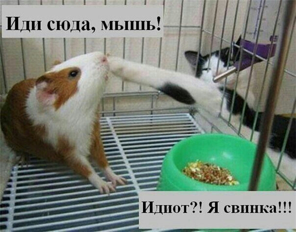 ____ _ __ __ ЖЁЬ _ _ Идиот Я свинка чт