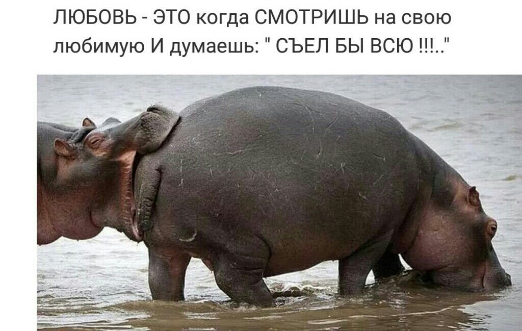 ЛЮБОВЬ ЭТО когда СМОТРИШЬ на свою любимую И думаешь СЪЕЛ БЫ ВСЮ