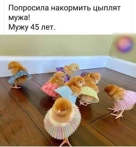 Попросила накормить цыплят мужа Мужу 45 лет