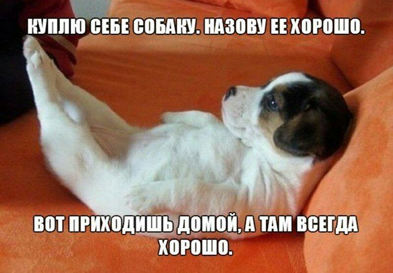 хоюш 53