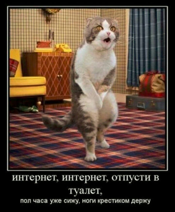 интернет интернет отпусти В туалет пол часа уже сижу ноги шести ом держу
