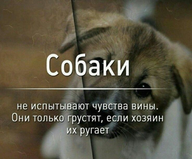 не испыт Они тольк ают чувёгва вины рустят если хозяин х ругает
