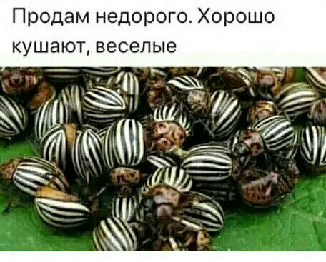 Продам недорого Хорошо кушают веселые