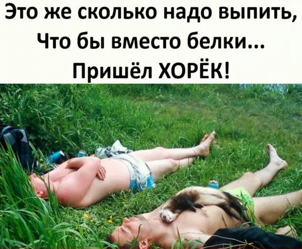 Это же сколько надо выпить Что бы вместо белки Пришёл ХОРЁК