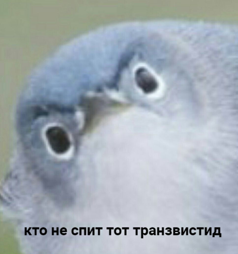 и КТО не СПИТ ТОТ транзвистид