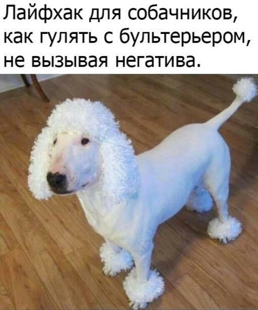 Лайфхак для собачников как гулять с бультерьером не вызывая негатива
