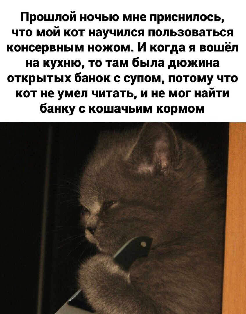 Прошлой ночью мне приснилось что мой кот научился пользоваться консервным ножом И когда я вошёл на кухню то там была дюжина открытых банок с супом потому что кот не умел читать и не мог найти банку с кошачьим кормом