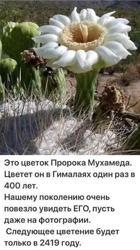 Н Это цветок Пророка Мухамеда Цветет он в Гималаях один раз в 400 лет Нашему поколению очень повезло увидеть ЕГО пусть даже на фотографии Следующее цветение будет только в 2419 году