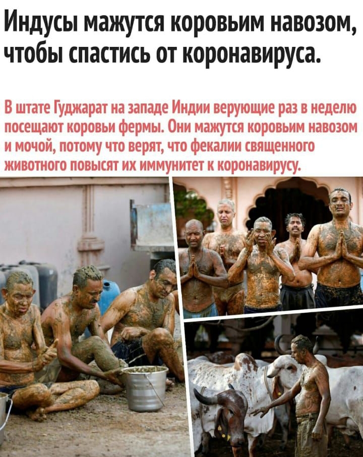 Индусы мажутся коровьим навозом чтобы спастись от коронавируса