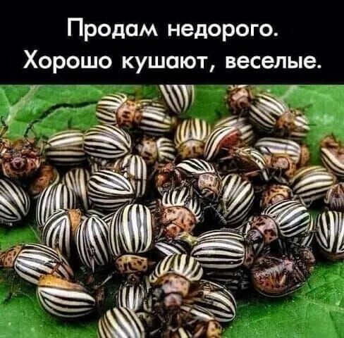 Продам недорого Хорошо кушают веселые