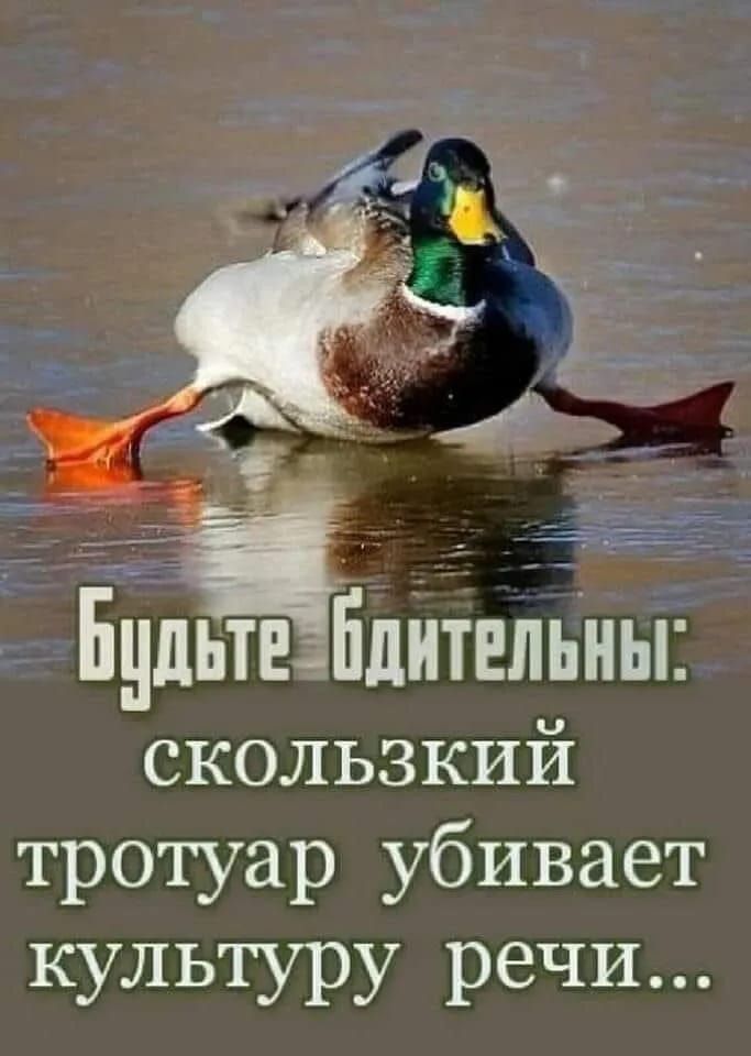 Бцдьтьбдитвльны скользкий тротуар убивает культуру речи