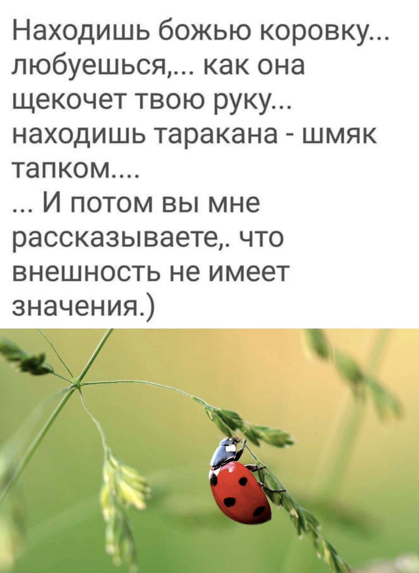 Находишь божью коровку любуешься как она щекочет твою руку находишь таракана шмяк тапком И потом вы мне рассказываете что внешность не имеет значения