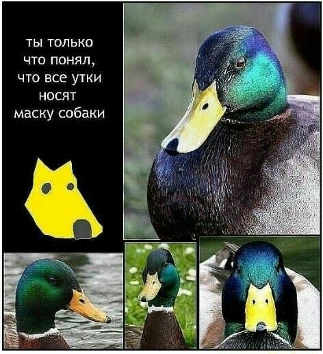 ты только что понял что все утки носят маску собаки