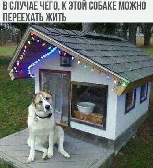 ВБПУЧАЕ ЧЕГП К ЗТПИ СОБАКЕ МОЖНО ПЕРЕЕХТЬ ЖИТЬ