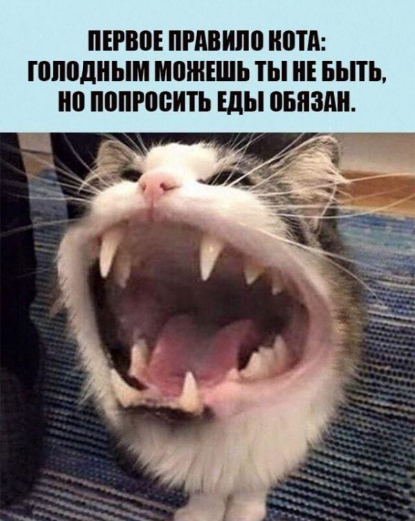 ШЕРВПЕ ПРАВИЛО ШПД ПШППНЫМ МЕЖЕШЬ ТЫ БЫТЬ ПППРПБШЪ Еды ШШШ