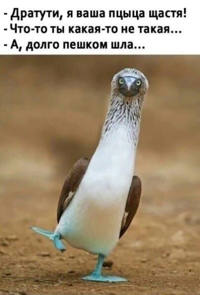 дратути я ваша пцыца щастя Что то ты какая то не такая А долго пешком шла