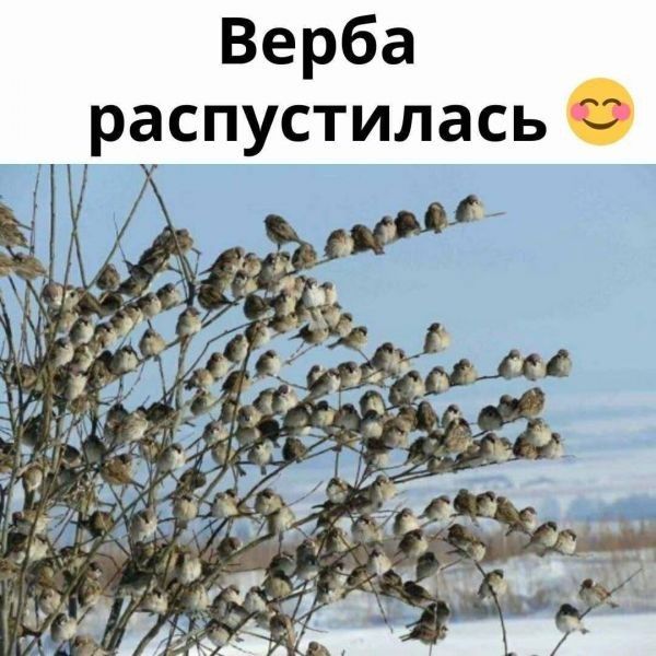 Верба распустилась