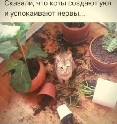 КЭЗЭПИ ЧТО КОТЫ СОЗДЗЮТ УЮТ И УСПОКЭИВЗЮТ нервы