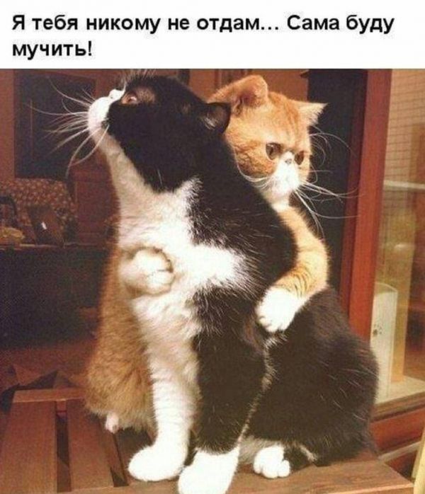 я тебя никому не отдам Сама буду мучить г г _