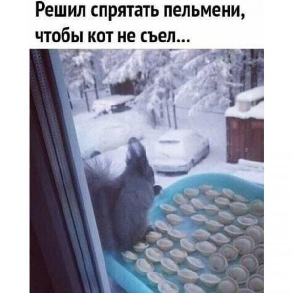 Решил спрятать пельмени чтобы кот не съел