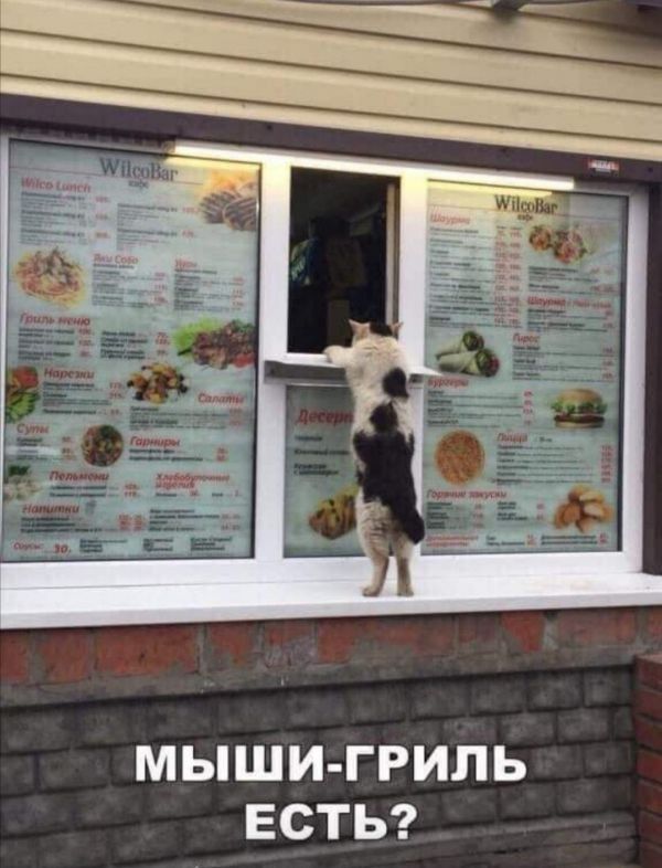 МЫШИ ГРИПЬ ЕСТЬ
