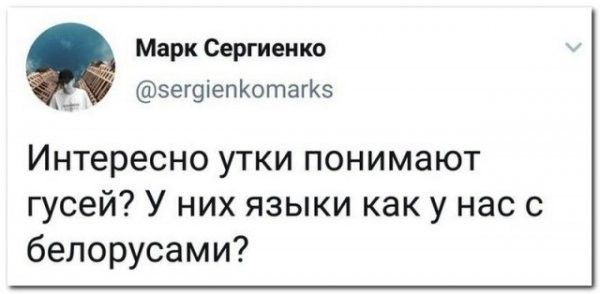 Марк Свргивикв эегшепКотагКэ Интересно утки понимают гусей У них языки как у нас с бепорусами