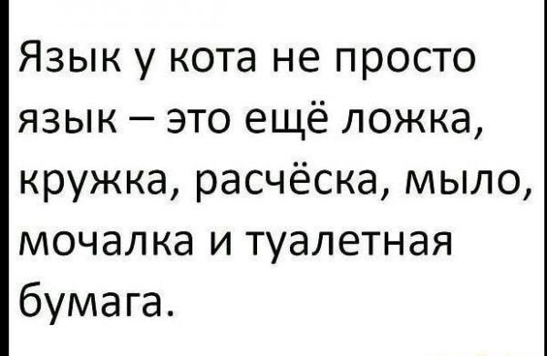 Язык у кота не просто язык это ещё ложка кружка расчёска мыло мочалка и туалетная бумага