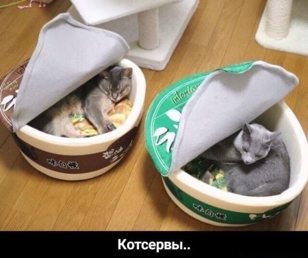 Котсервы